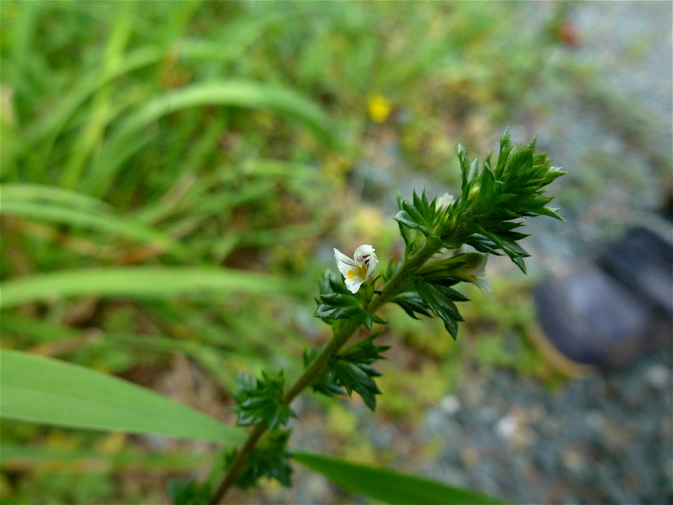 Euphrasia L., 1753