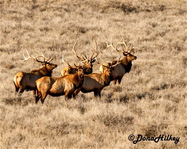 Bull Elk