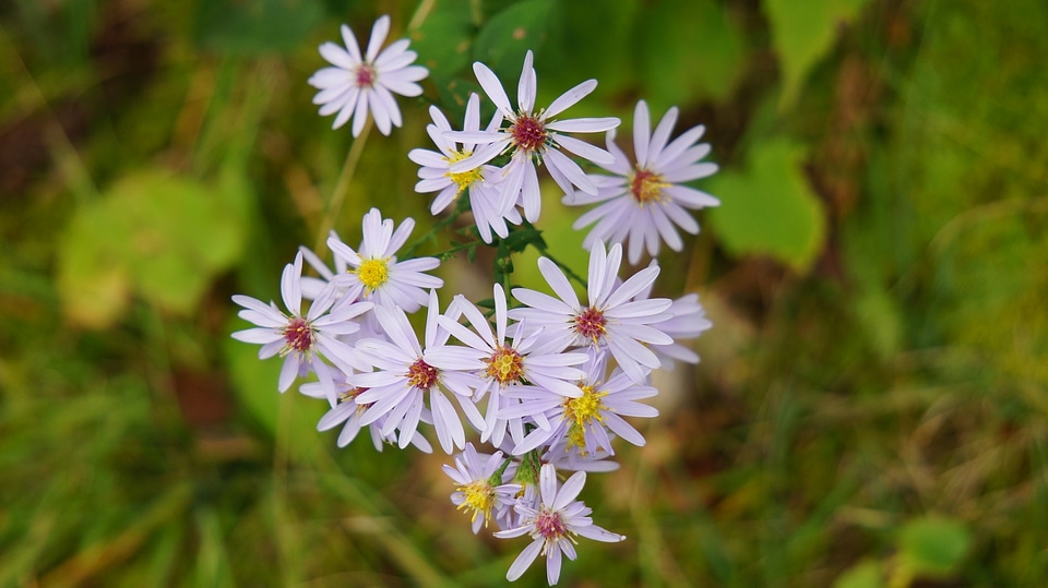 Wildflowers photo