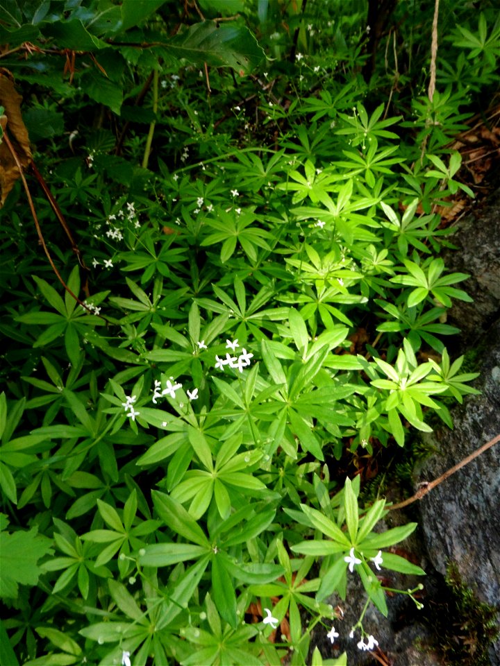 Galium odoratum (L.) Scop., 1771