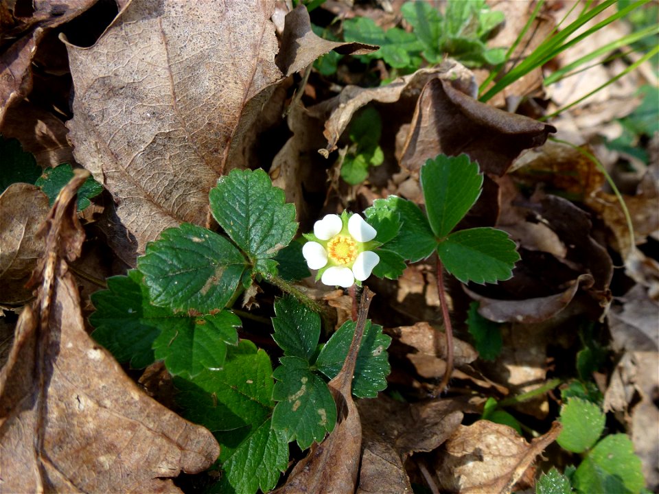 Potentilla sterilis (L.) Garcke, 1856