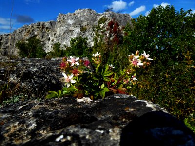 Potentilla caulescens subsp. petiolulata (Gaudin) Nyman, 1878