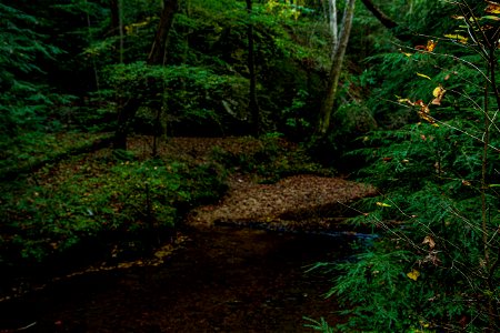 Dismals Canyon