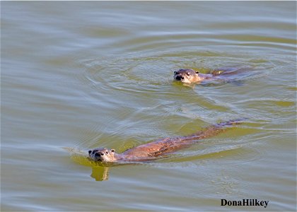 North American River Otter