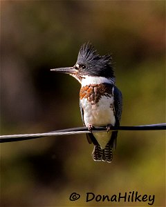 Belted Kingfisher photo