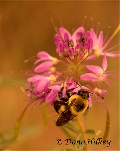 Brown-belted Bumble Bee photo
