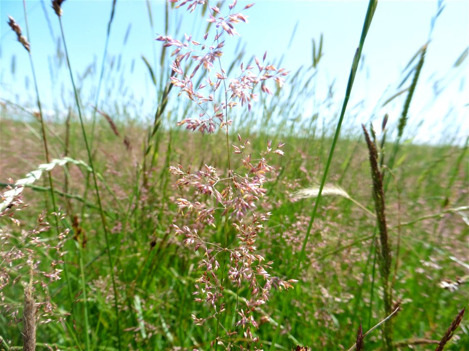 Agrostis capillaris L., 1753