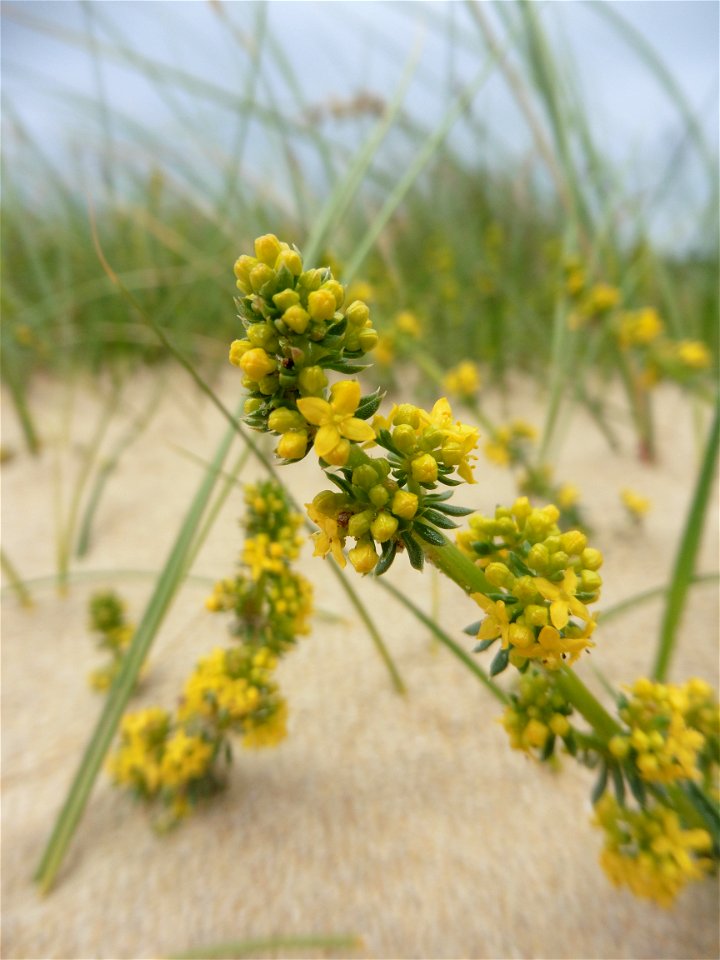 Galium arenarium Loisel., 1806