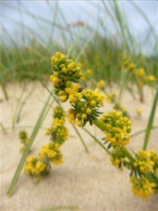 Galium arenarium Loisel., 1806