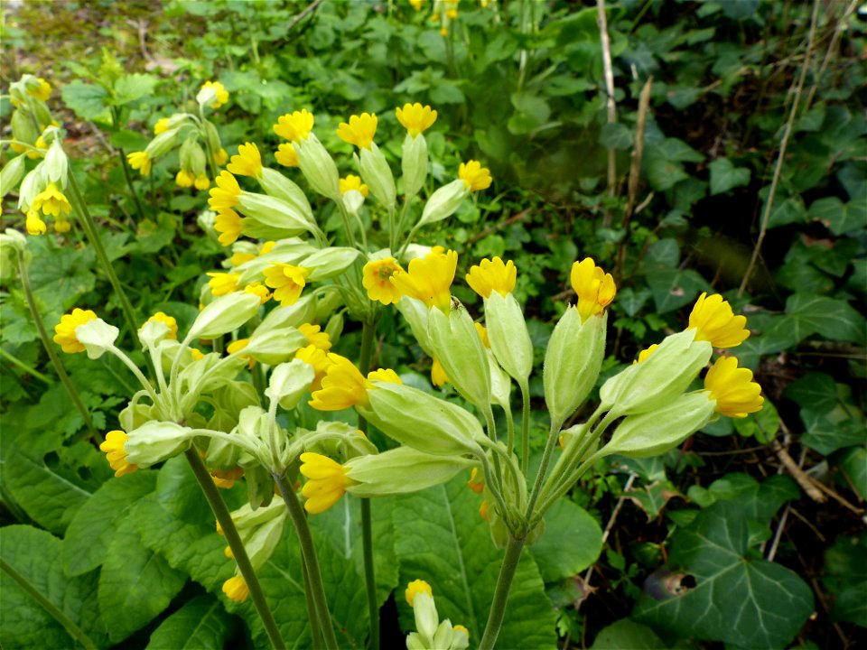 Primula veris L., 1753