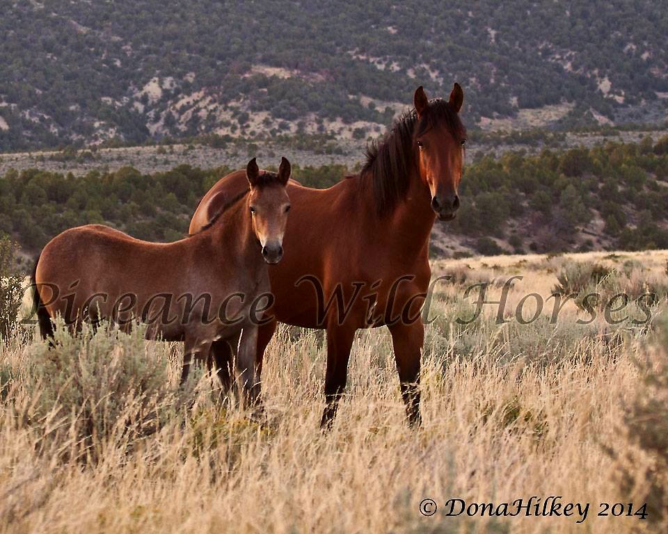 Piceance Wild Horses