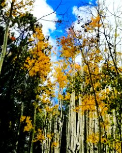 Fall Colors on Mt Taylor