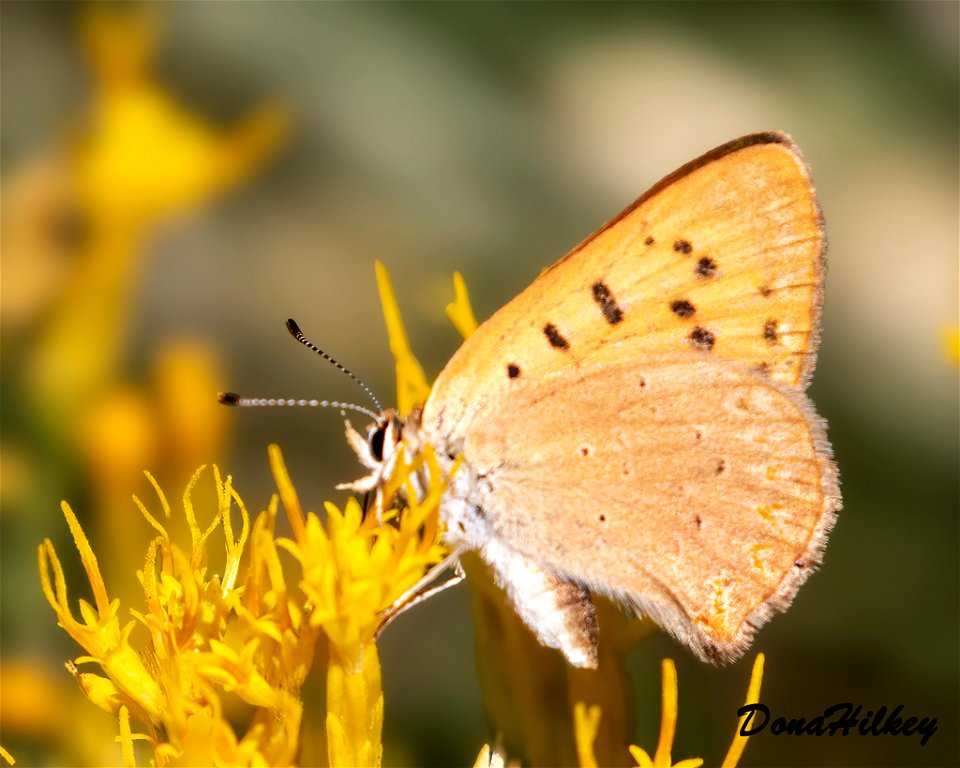 Purplish Copper