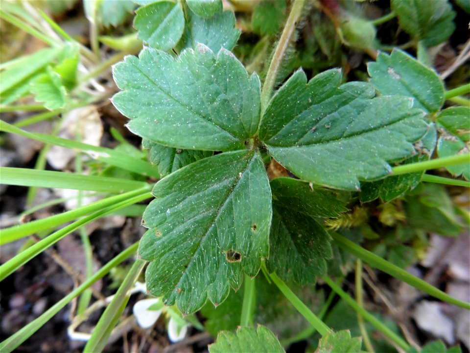Potentilla sterilis (L.) Garcke, 1856