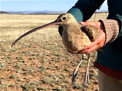 Long-billed Curlew