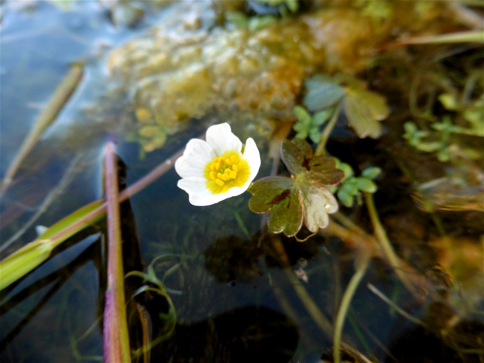 Ranunculus peltatus subsp. baudotii (Godr.) Meikle ex C.D.K.Cook, 1984