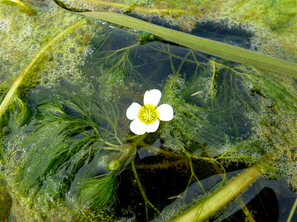 Ranunculus trichophyllus Chaix, 1785