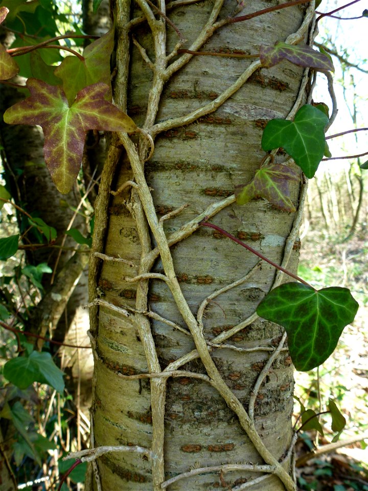 Prunus avium (L.) L., 1755