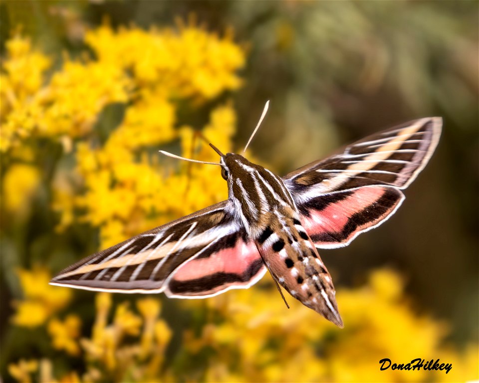 White-lined Sphinx