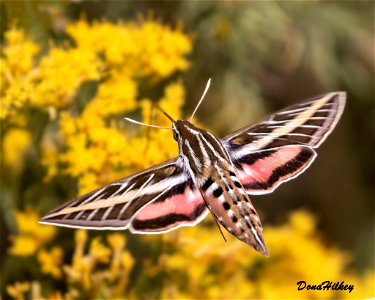 White-lined Sphinx photo