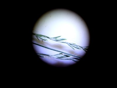 Elymus caninus (L.) L., 1755