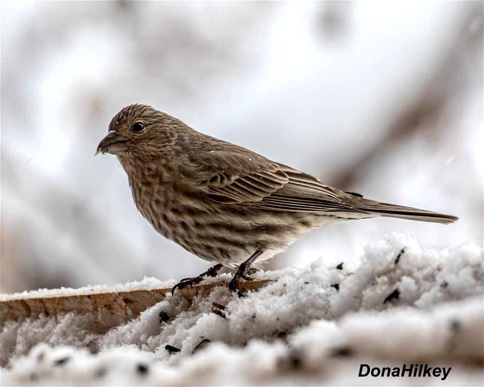 House Finch female