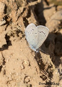 Silvery Blue 25may2018 PED (2)
