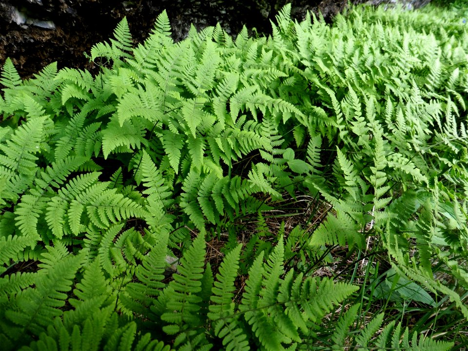 Gymnocarpium robertianum (Hoffm.) Newman, 1851