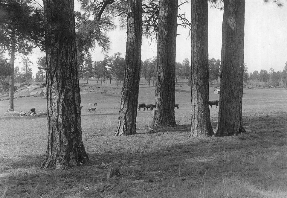 Historic Photo Cibola NF & NGs
