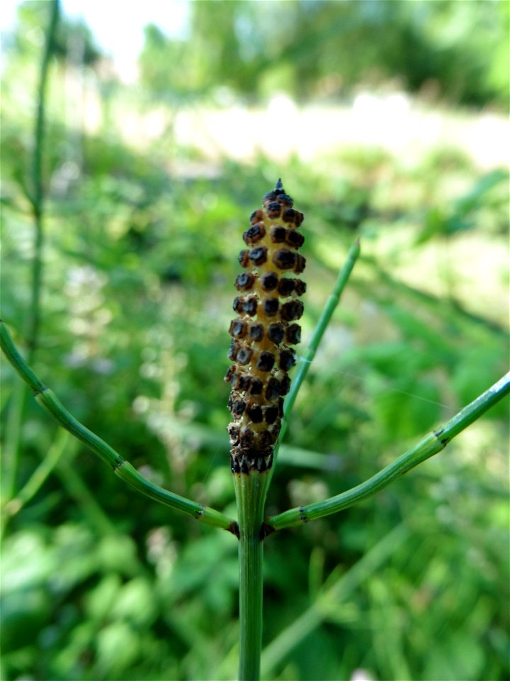 Equisetum ramosissimum Desf., 1799