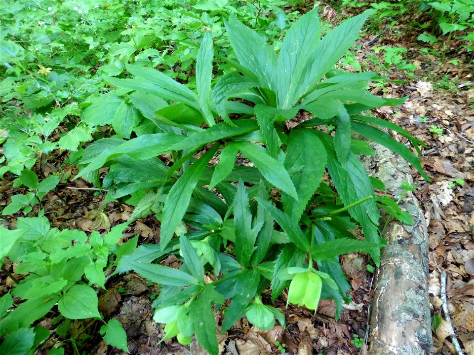 Helleborus viridis L., 1753