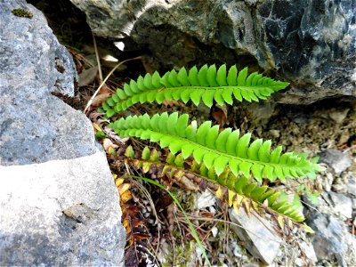Polystichum lonchitis (L.) Roth, 1799