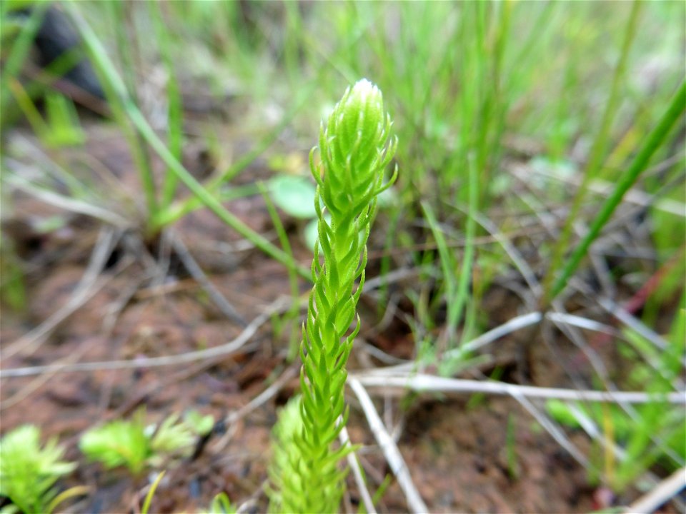 Lycopodiella inundata (L.) Holub, 1964