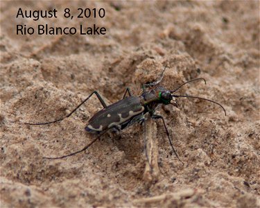 IMG_6469-#3-8aug2010-RBLake-