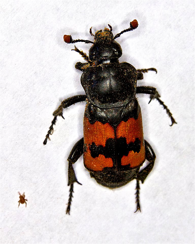 Burying or Sexton Beetle