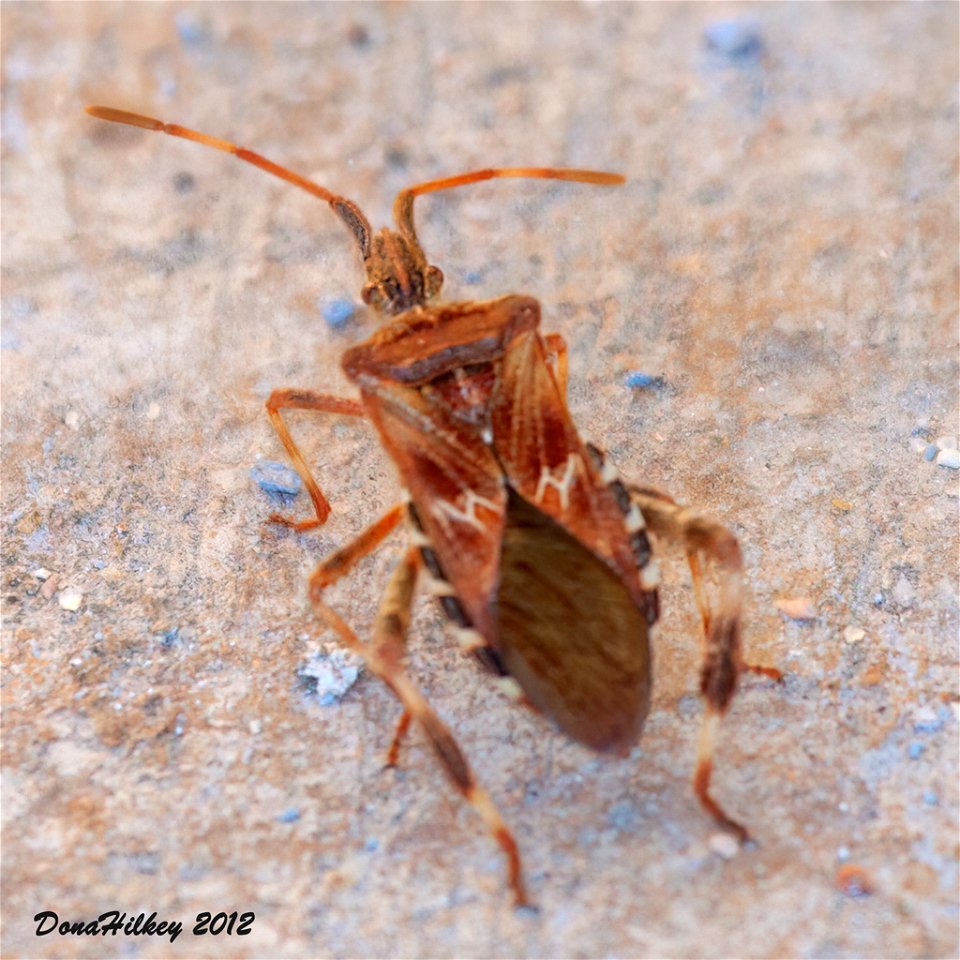 Western Conifer Seed Bug