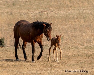 web-Young-bay-mare-and-tiny-foal-june2018