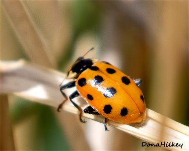 Thirteen Spotted Lady Beetle