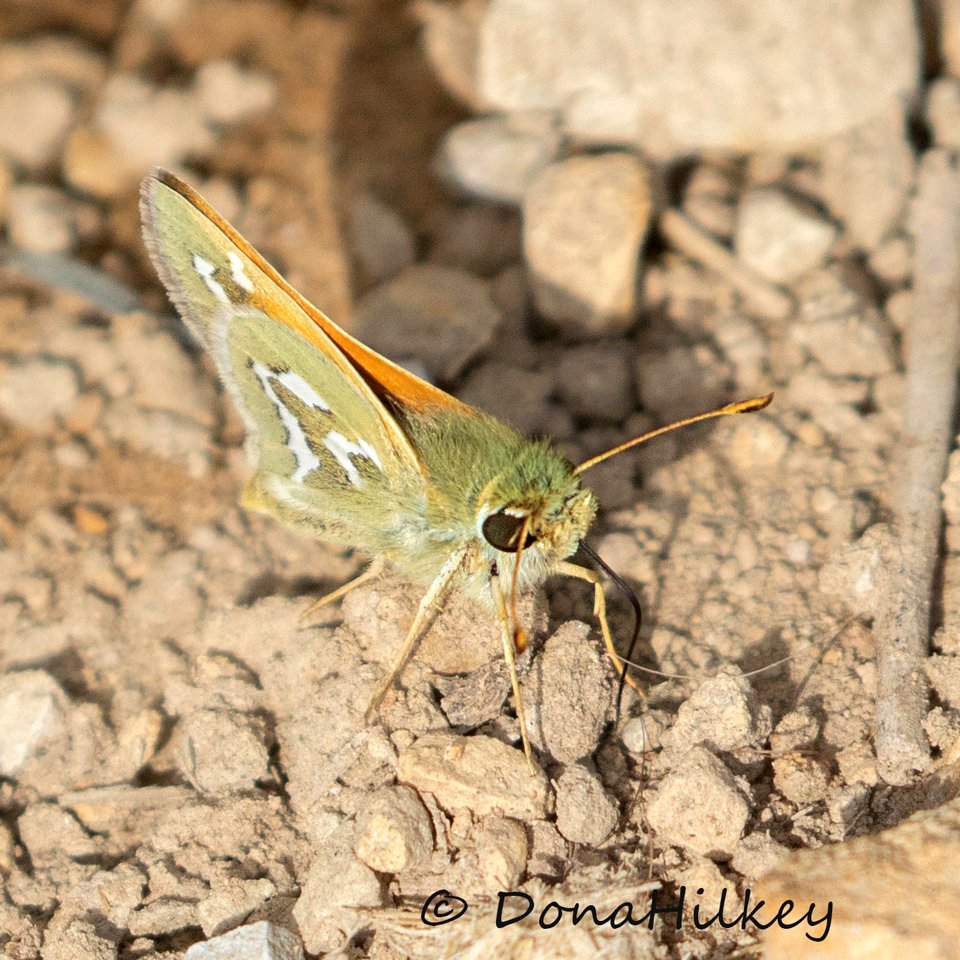 Western Branded Skipper  (Hesperia colorado)