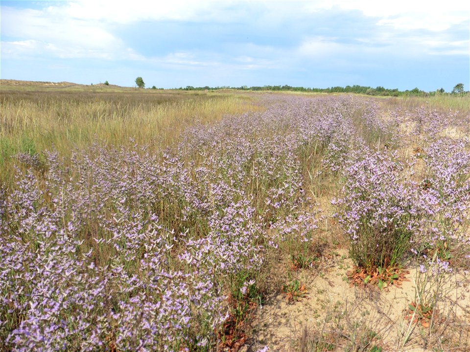 Limonium dodartii (Girard) Kuntze, 1891