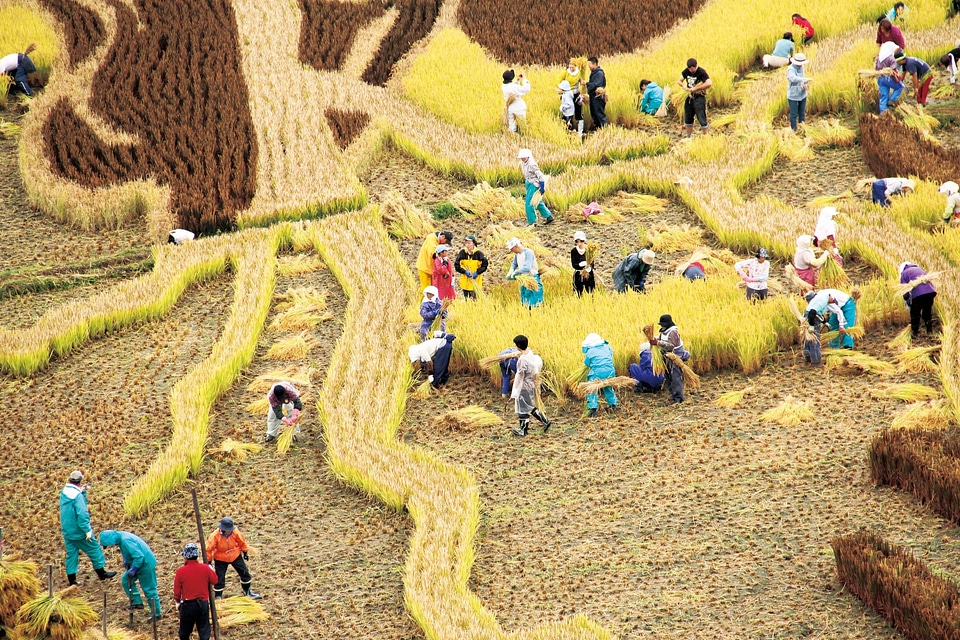 Paddy Field Art in Aomori Japan