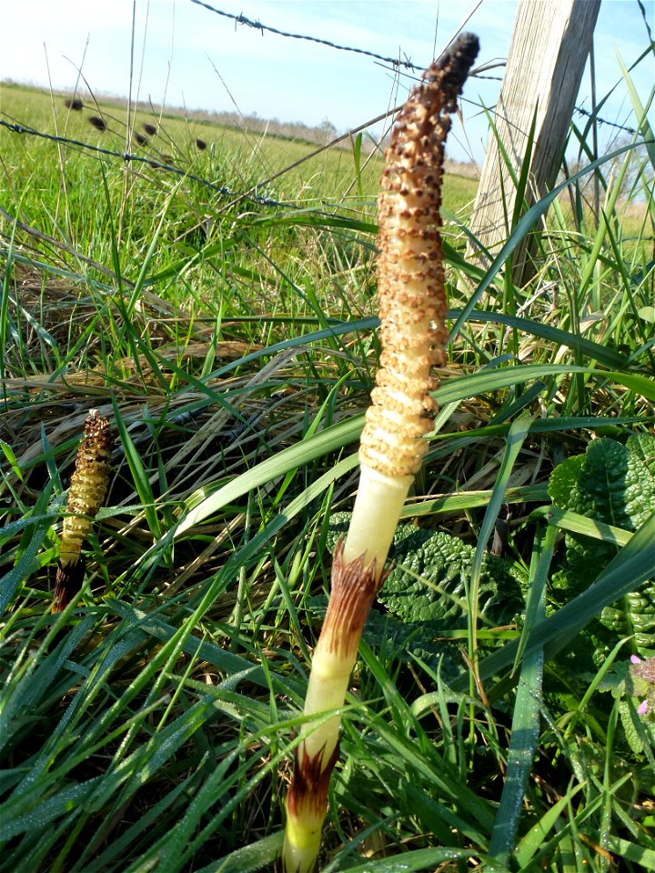 Equisetum telmateia Ehrh., 1783
