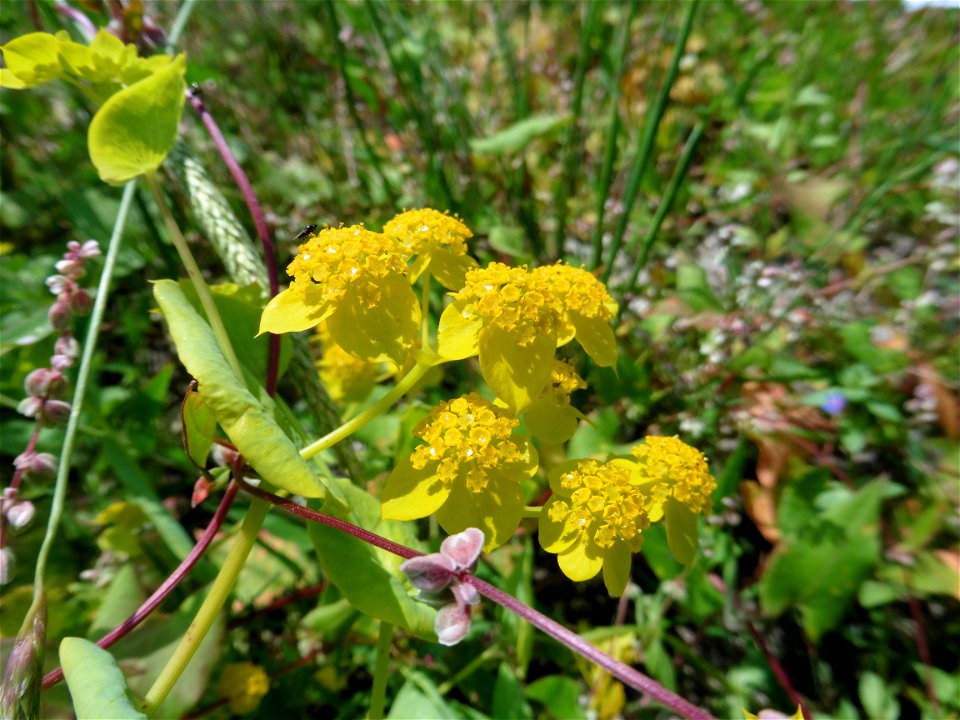 Bupleurum subovatum Link ex Spreng., 1813