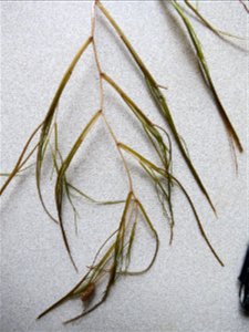 Stuckenia pectinata (L.) Börner, 1912