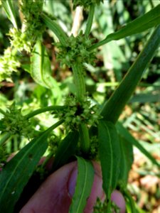 Rumex palustris Sm., 1800