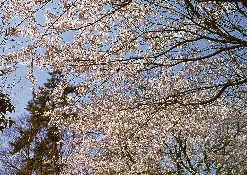 Japanese cherry and sunlight background