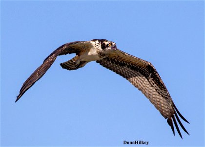 Osprey photo