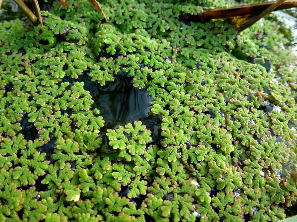 Azolla filiculoides Lam., 1783
