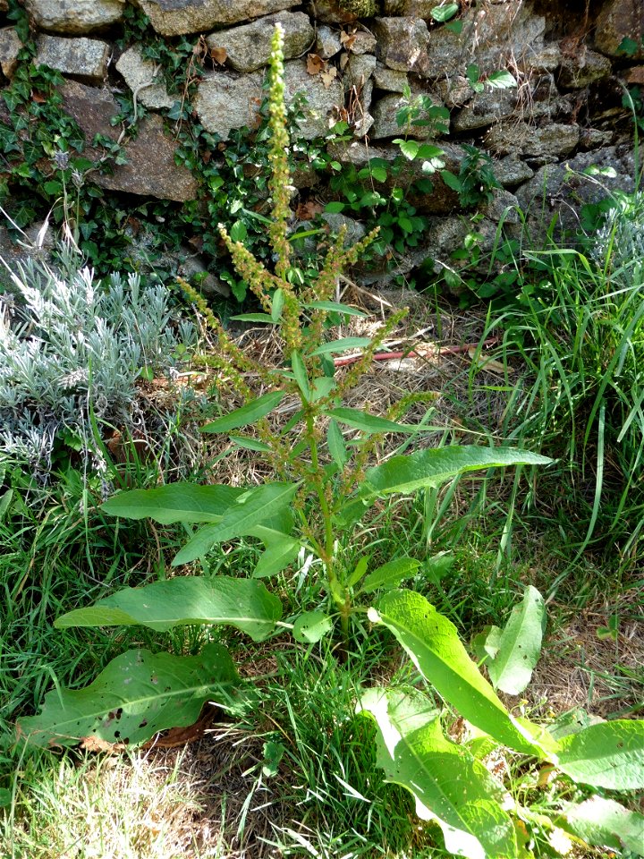 Rumex obtusifolius L., 1753