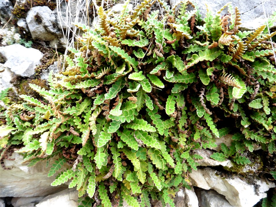 Asplenium ceterach L., 1753
